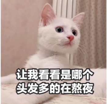 吸猫片1-让我看看哪个头发多的在熬夜