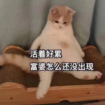 吸猫片1-活着好累 富婆怎么还没出现