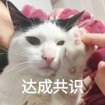 吸猫片1-达成共识-