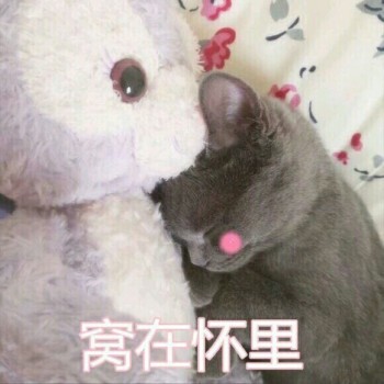 吸猫片1-窝在怀里-