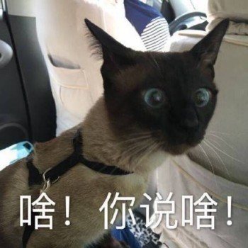 吸猫片1-啥 你说啥-