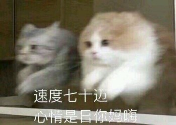 吸猫片1-速度是70迈，心情是日你妈嗨