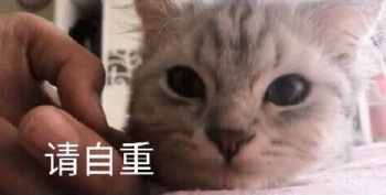 吸猫片1-自重-