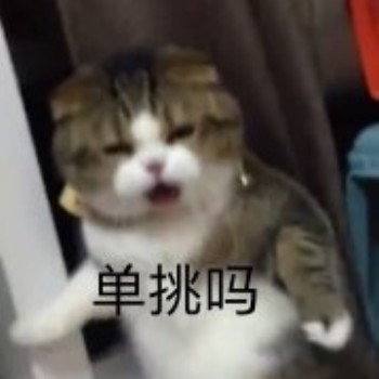 吸猫片1-单挑吗-