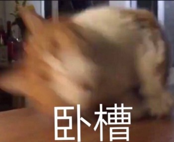 吸猫片1-卧槽-