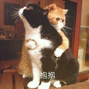 吸猫片1-抱抱-