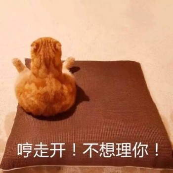 吸猫片1-哼 走开 不想理你-