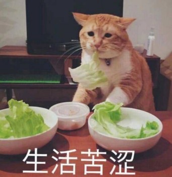 吸猫片表情包2-生活苦涩-