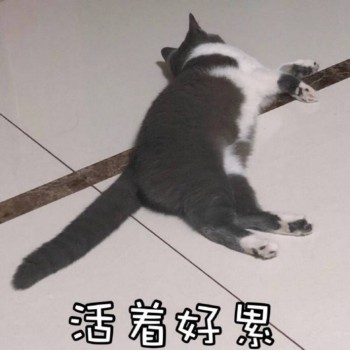 吸猫片表情包2-活着好累-