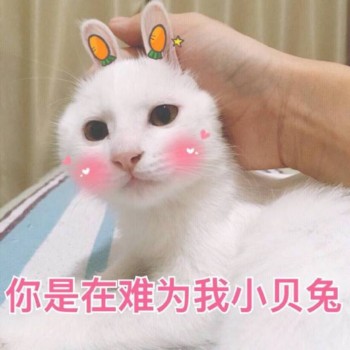 吸猫片表情包2-你是在为难我小贝兔-