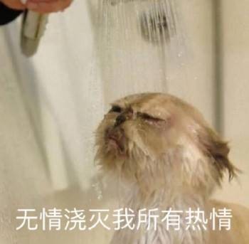 吸猫片表情包2-无情剿灭我所有热情-