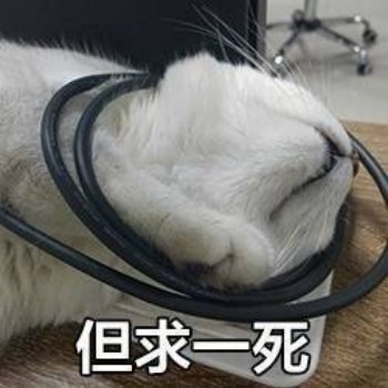 吸猫片表情包2-但求一死-
