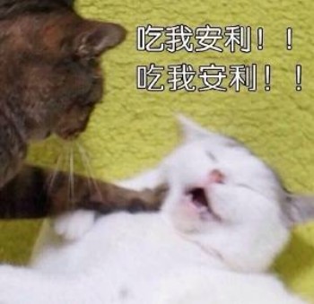 吸猫片表情包2-吃我安利-