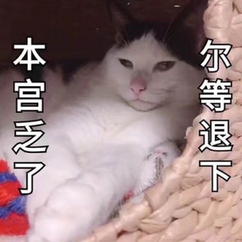 吸猫片表情包2-本宫乏了 你等退下-