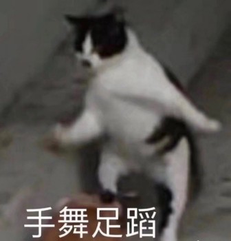 吸猫片表情包2-手舞足蹈-