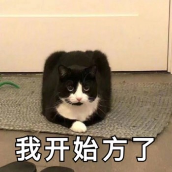 吸猫片表情包2-我开始方了-