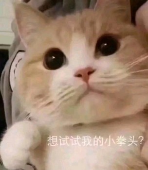 吸猫片表情包2-想试试我的小拳头？-