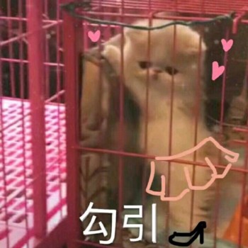 吸猫片表情包2-勾引-