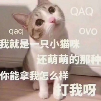 吸猫片表情包2-我是一只萌萌的小猫咪-
