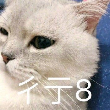 吸猫片表情包2-行8-