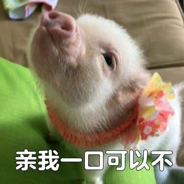 可爱小猪表情包-亲我一口可以不-