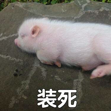 可爱小猪表情包-装死-