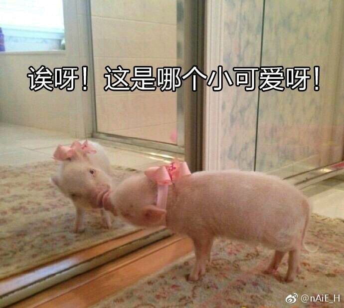 可爱小猪表情包-唉呀 这是哪个小可爱啊-
