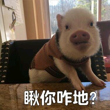 可爱小猪表情包-看你咋地-