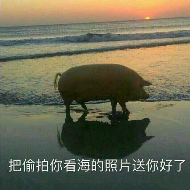 可爱小猪表情包-把偷拍你看海的照片送你好了-