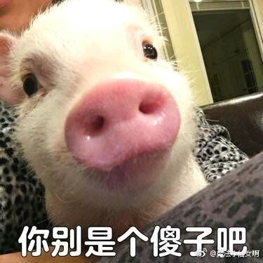 可爱小猪表情包-你别是傻子吧-