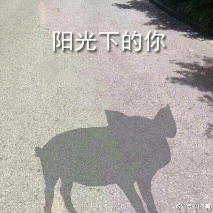 可爱小猪表情包-阳光下的你-