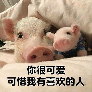 可爱小猪表情包-你很可爱 可我有喜欢的人-