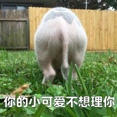 可爱小猪表情包-你的小可爱不想理你-