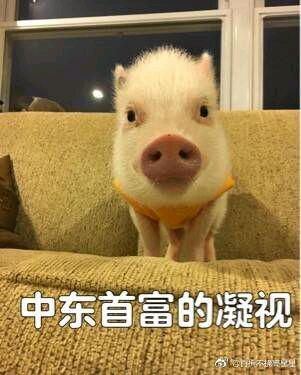 可爱小猪表情包-中东首富凝视-