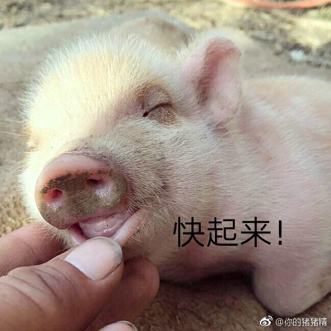 可爱小猪表情包-快起来-