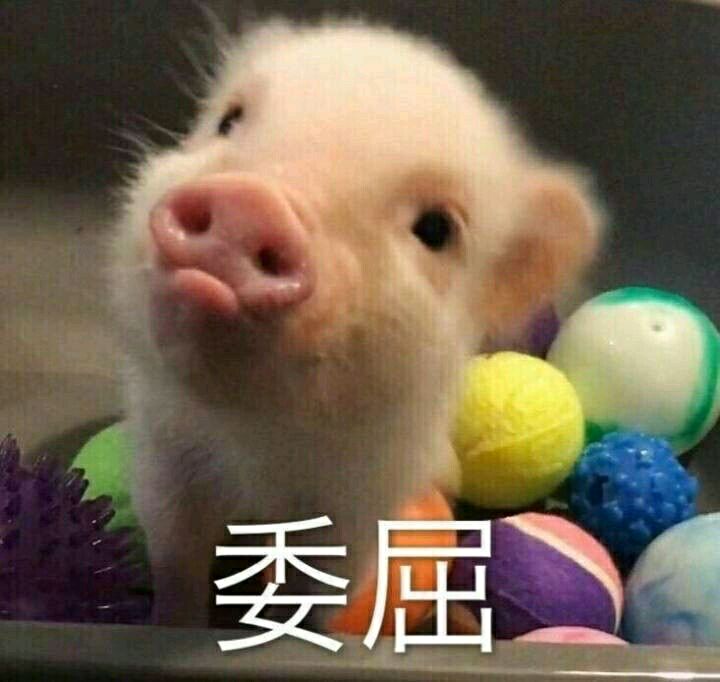可爱小猪表情包-委屈