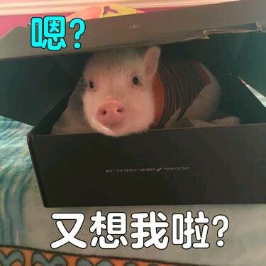 可爱小猪表情包-又想我啦-