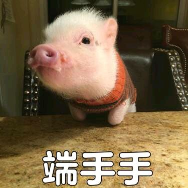 可爱小猪表情包-端手手