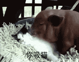 可爱小猪表情包-你吸猫-