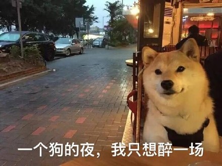 单身汪专用表情包-2
