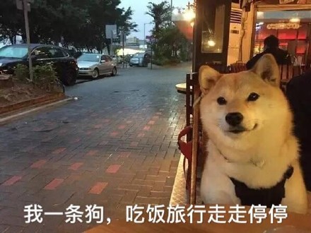 单身汪专用表情包-28-