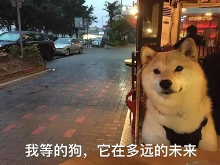 单身汪专用表情包-57-