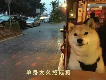 单身汪专用表情包-160-