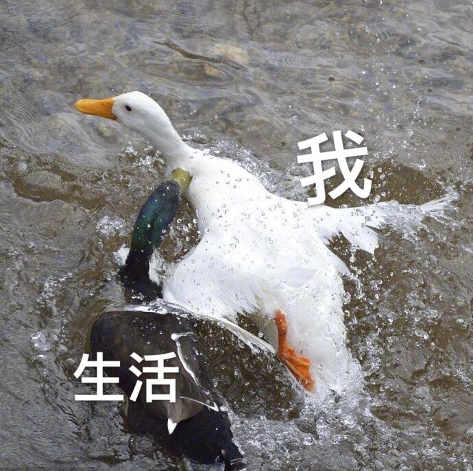 我和生活表情包18-