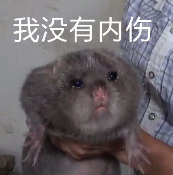 竹鼠表情包2 