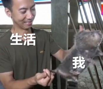 竹鼠表情包12