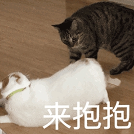喵要抱抱表情包-9 