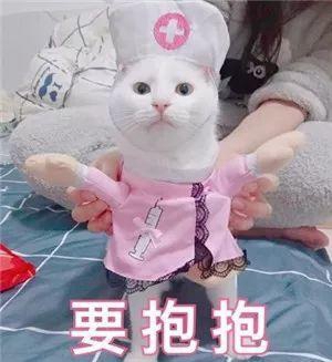 喵要抱抱表情包-19