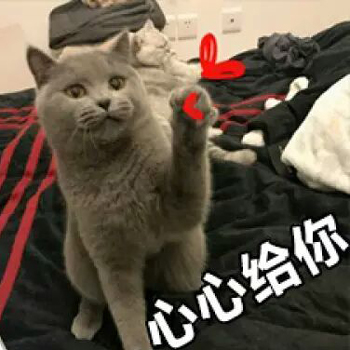 喵喵比心表情包6 -