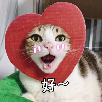 喵喵比心表情包13-